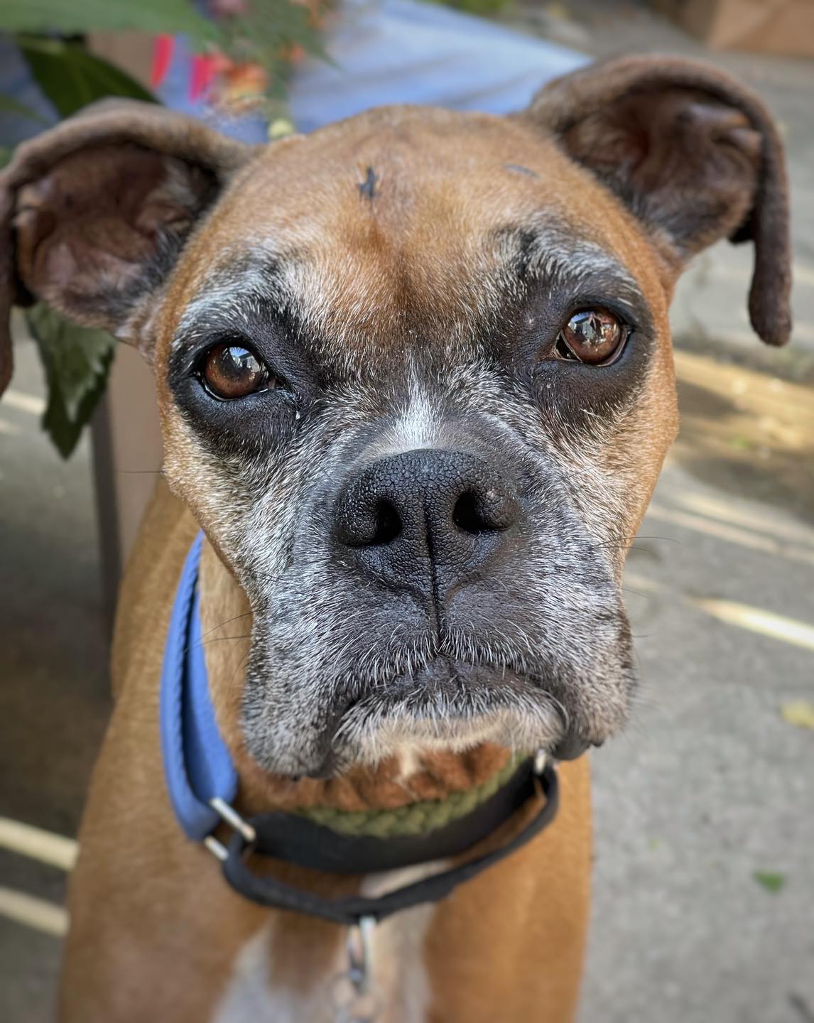 Ceili (in a FOSTER home), a Adoptable Boxer in Springfield, IL image 4/5
