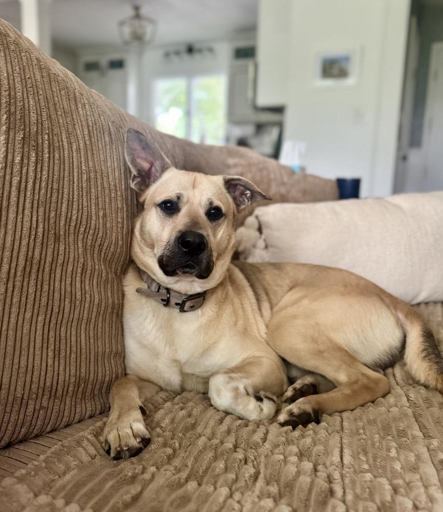 Enlarge New New Dog (26-055 D), a Adoptable mixed breed in Lansing, MI image 1/2