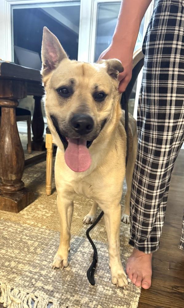 Enlarge New New Dog (26-055 D), a Adoptable mixed breed in Lansing, MI image 2/2