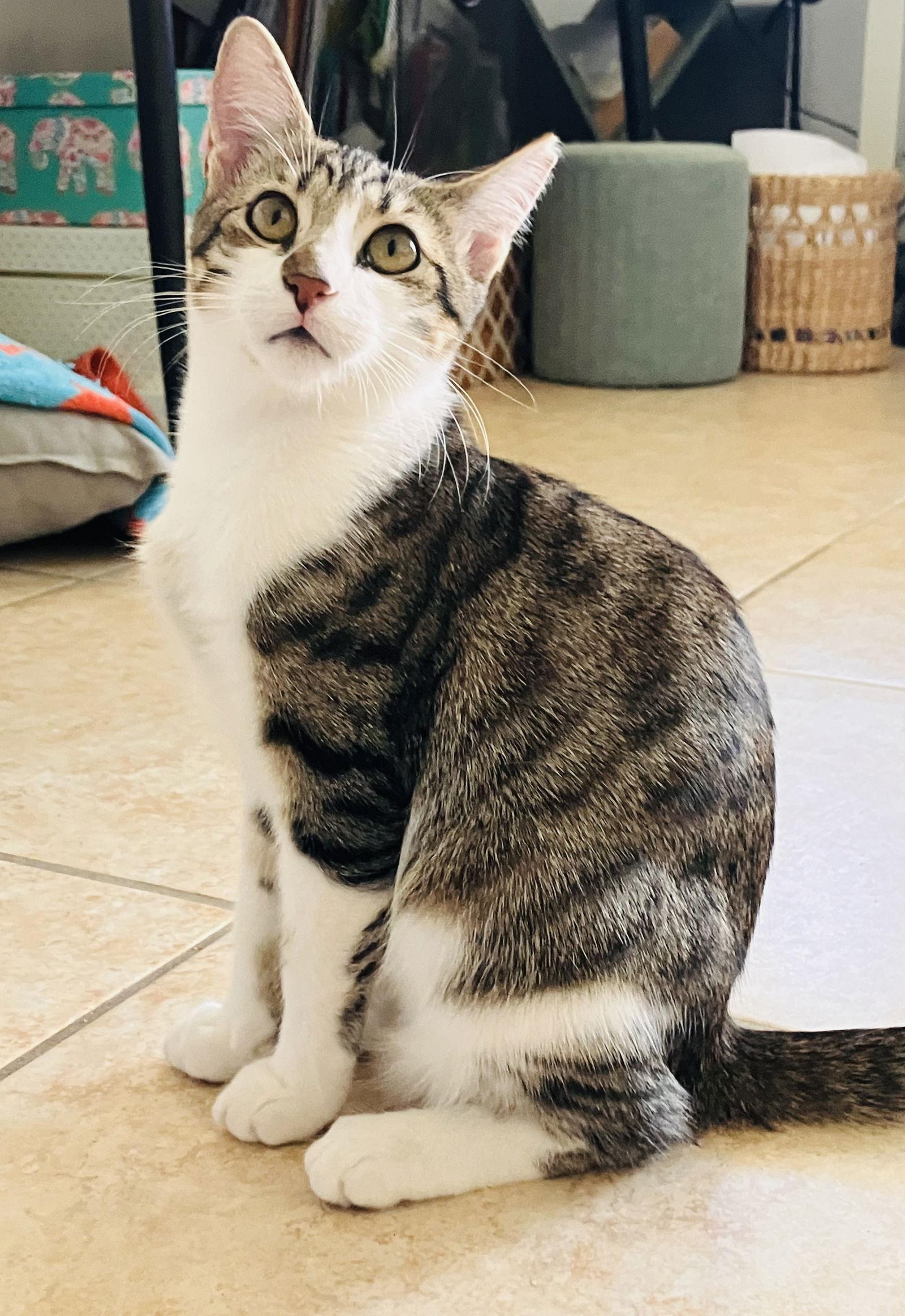 Kaleah, Adoptable, Kitten Female Domestic Short Hair & Tabby.