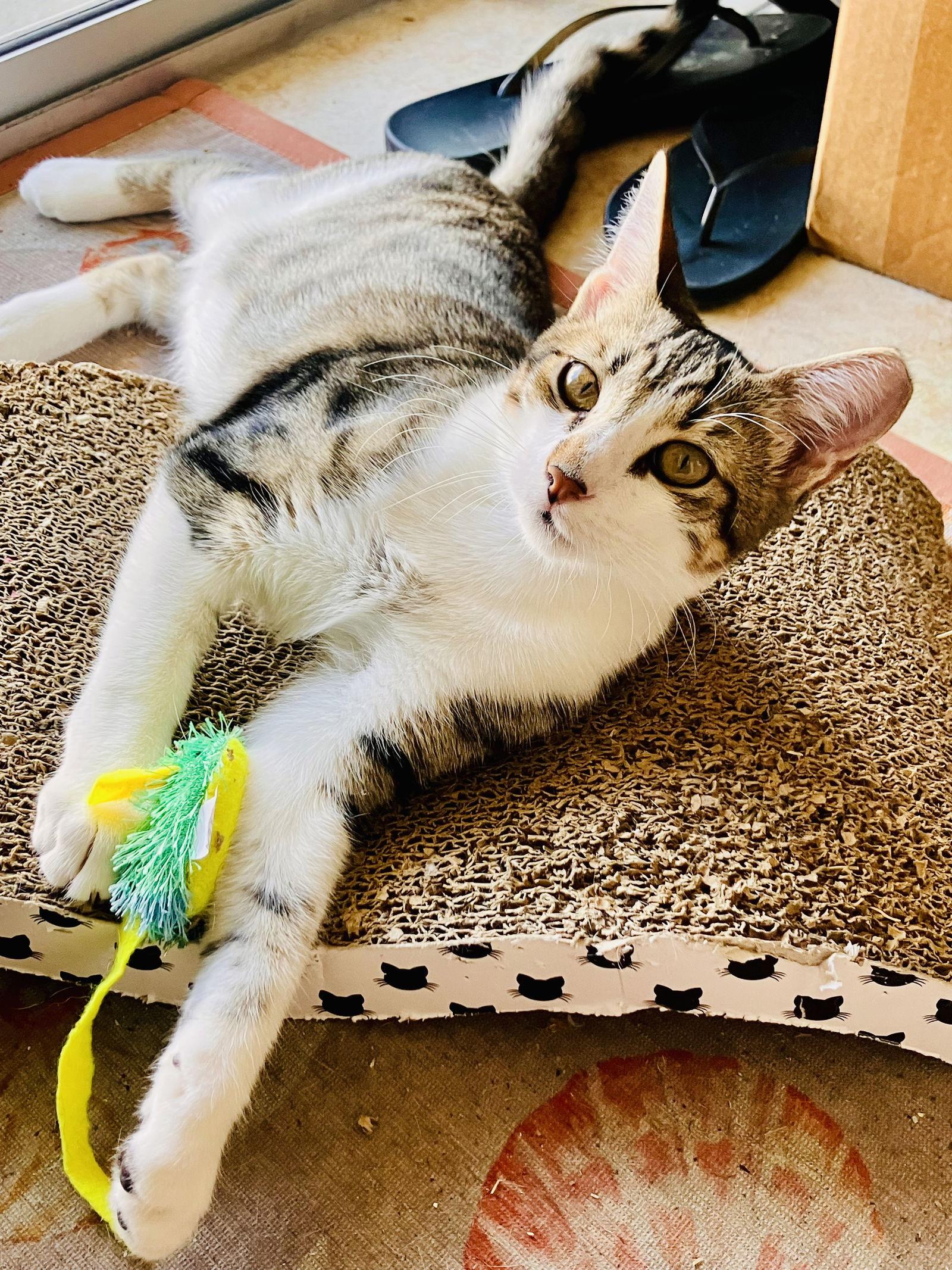 Enlarge Kaleah, a Adoptable mixed breed in Lighthouse Point, FL image 2/3