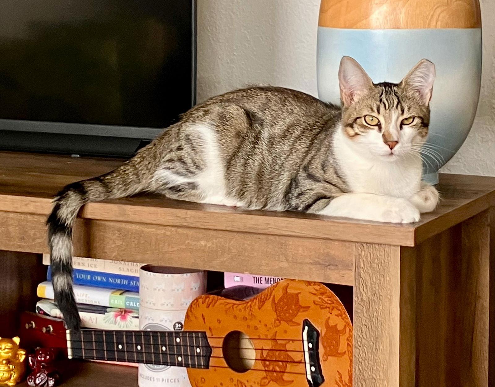 Enlarge Kaleah, a Adoptable mixed breed in Lighthouse Point, FL image 3/3