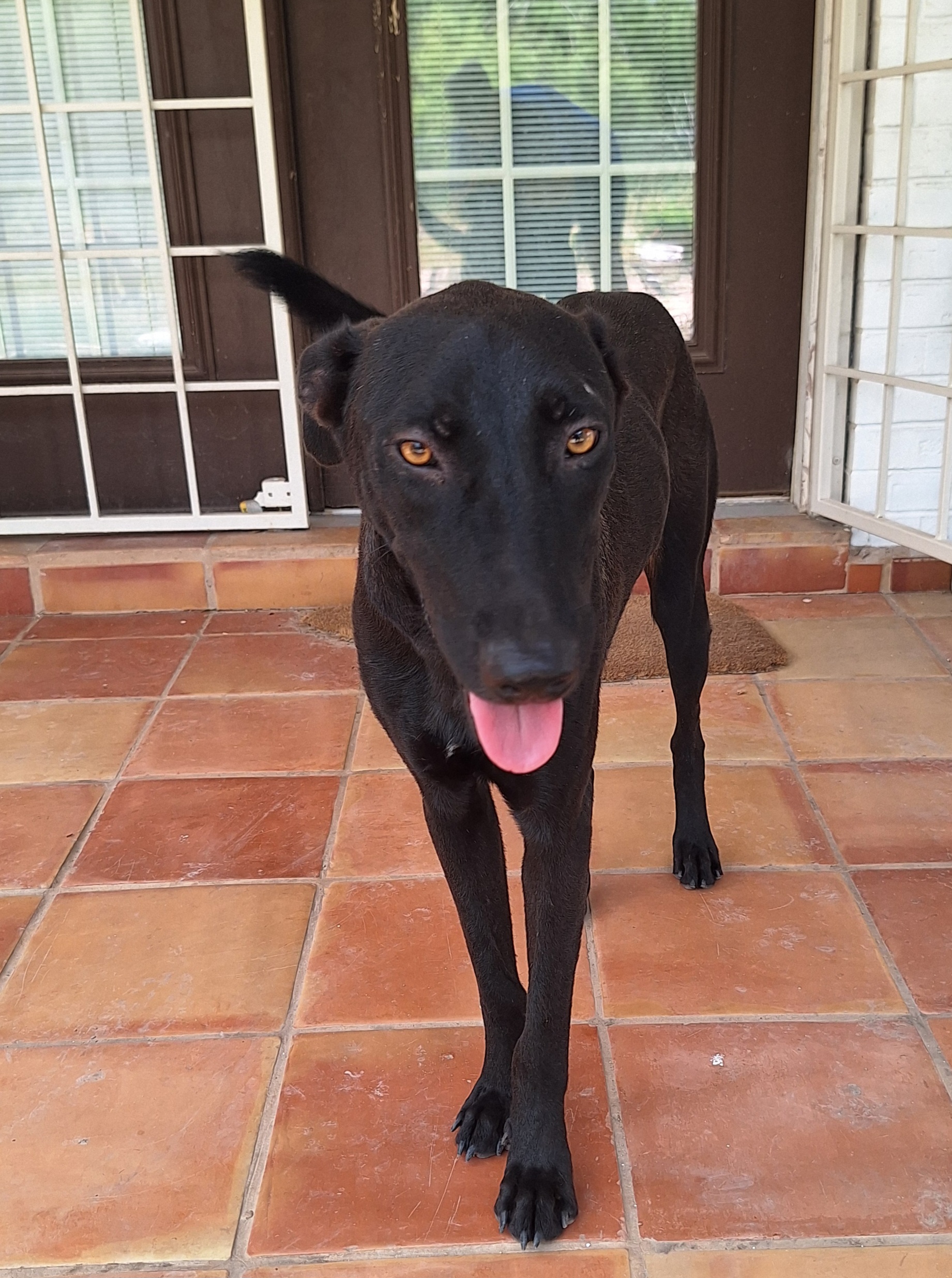 Enlarge Geppetto, a Adoptable mixed breed in Edinburg, TX image 1/6
