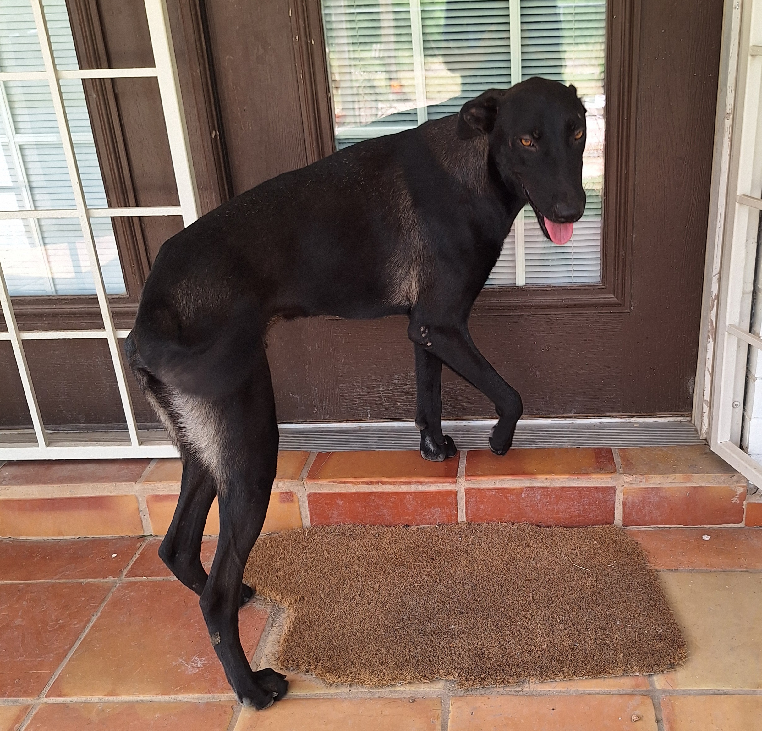 Enlarge Geppetto, a Adoptable mixed breed in Edinburg, TX image 2/6