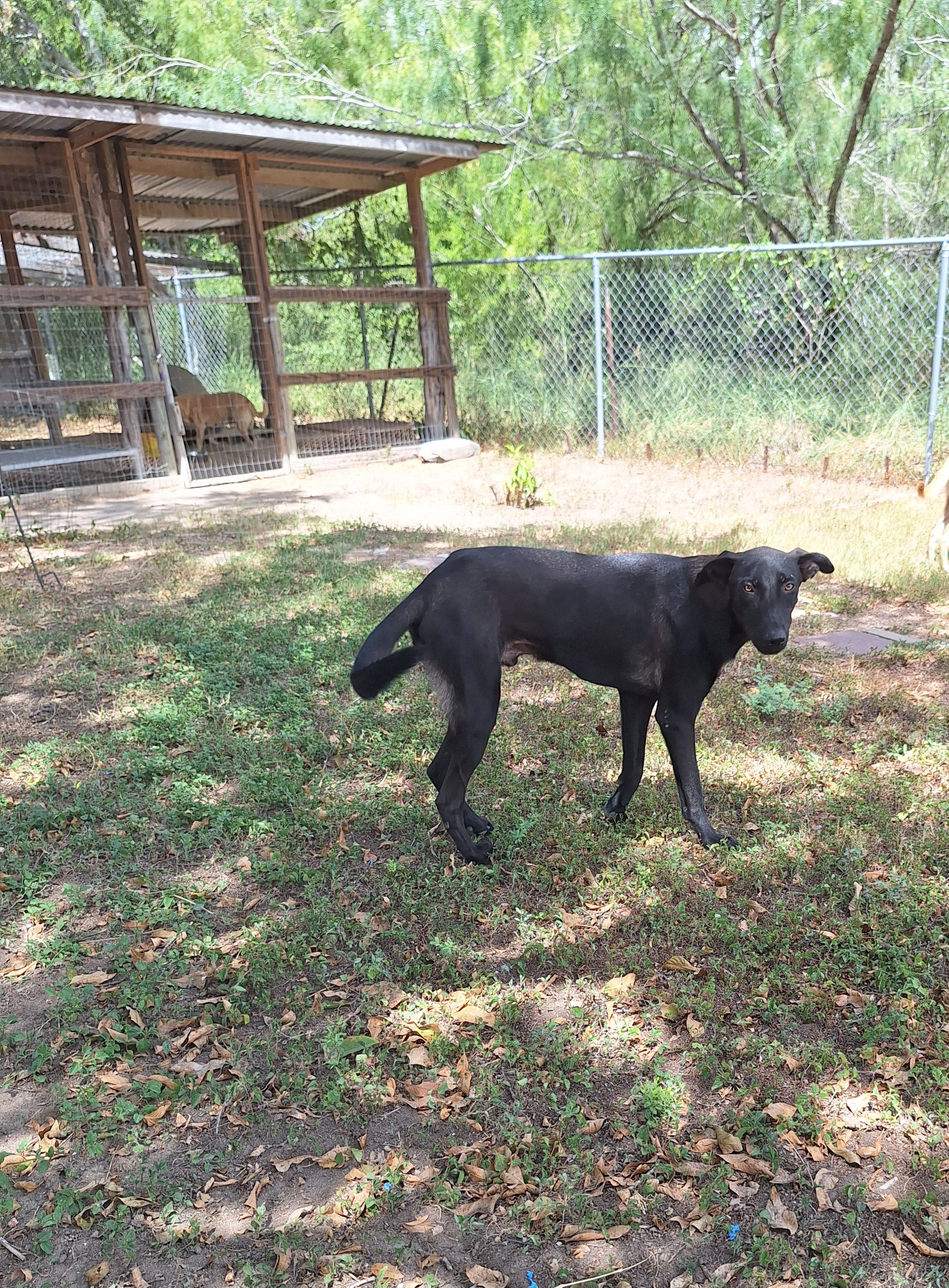 Enlarge Geppetto, a Adoptable mixed breed in Edinburg, TX image 3/6