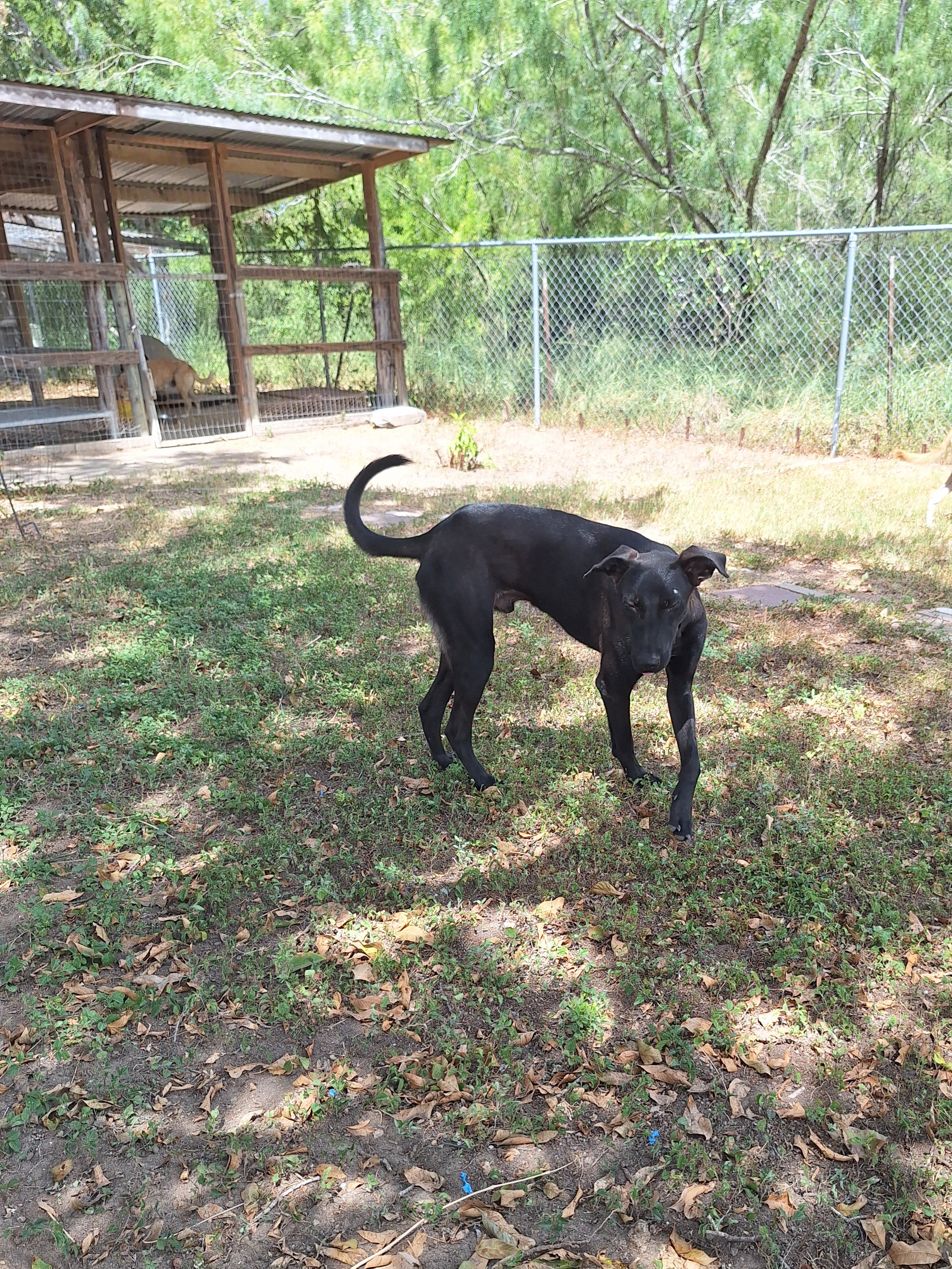 Geppetto, an adoptable Black Labrador Retriever, Shepherd in Edinburg, TX, 78541 | Photo Image 5