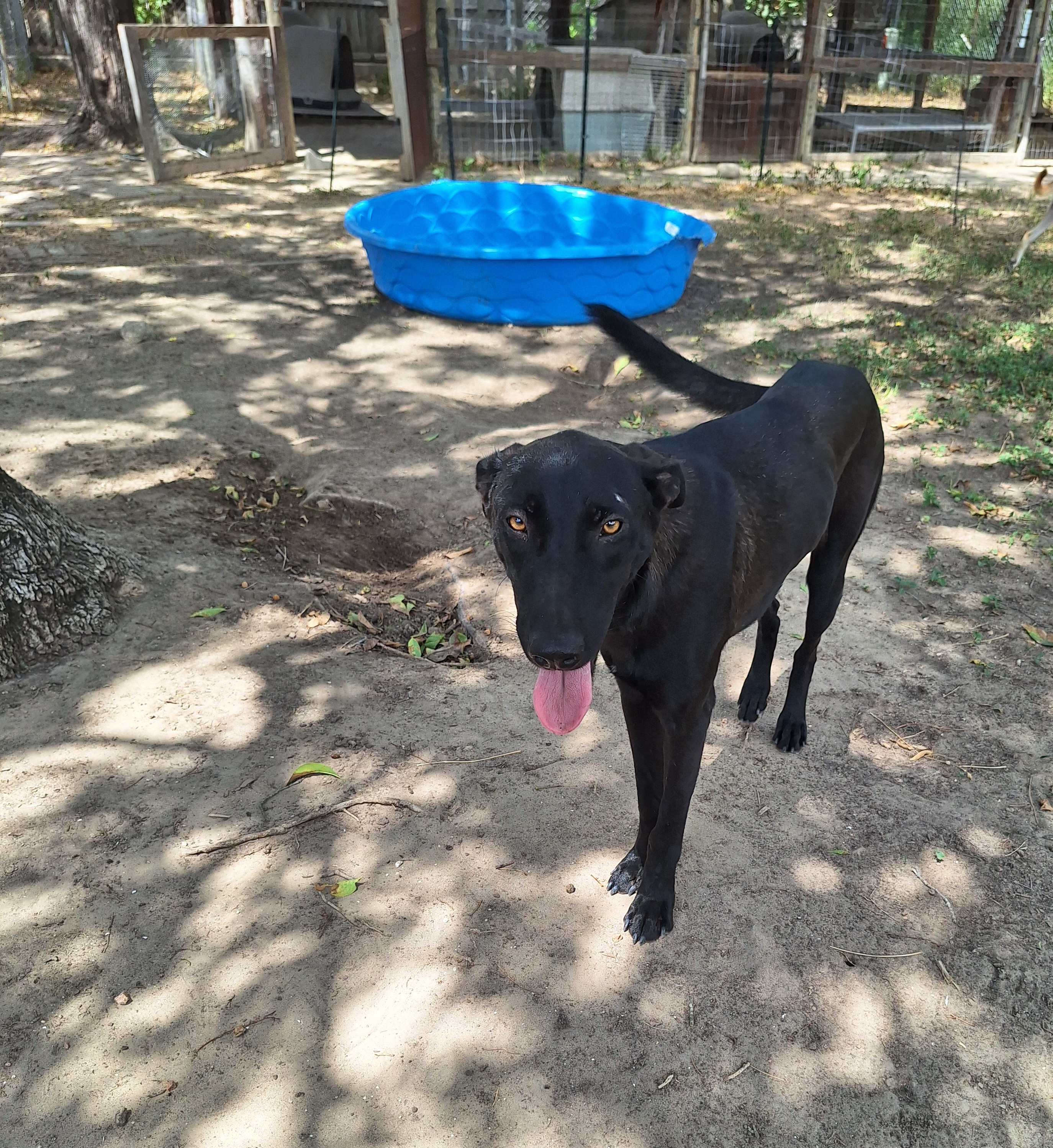 Geppetto, an adoptable Black Labrador Retriever, Shepherd in Edinburg, TX, 78541 | Photo Image 6
