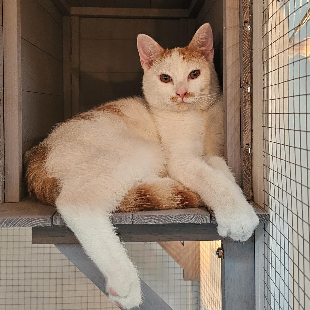 Mitchell, Adoptable, Young Male Domestic Short Hair.