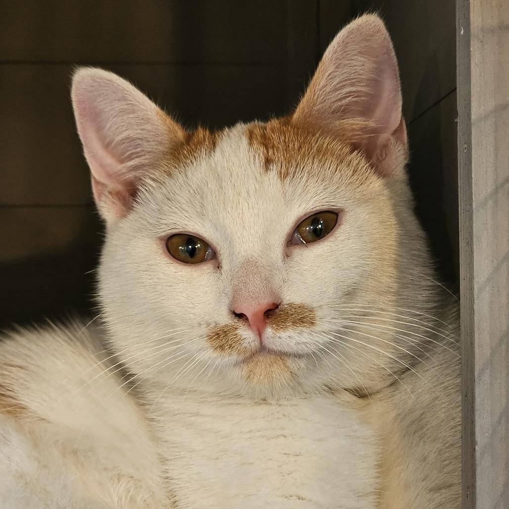 Enlarge Mitchell, a Adoptable Domestic Short Hair in Toledo, OH image 2/2