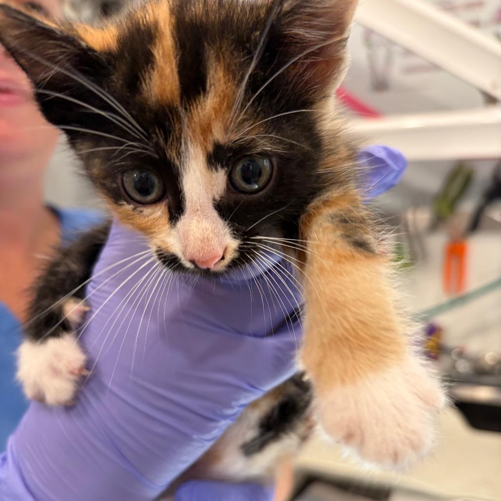 Enlarge Arya_kit 2, a Adoptable Domestic Short Hair in Scituate, MA image 1/1