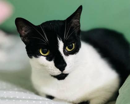 Pickle(Foster Needed)