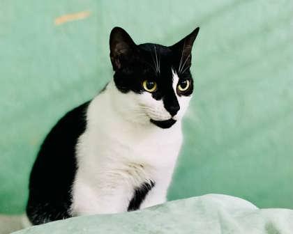 Pickle(Foster Needed) — thumbnail 2