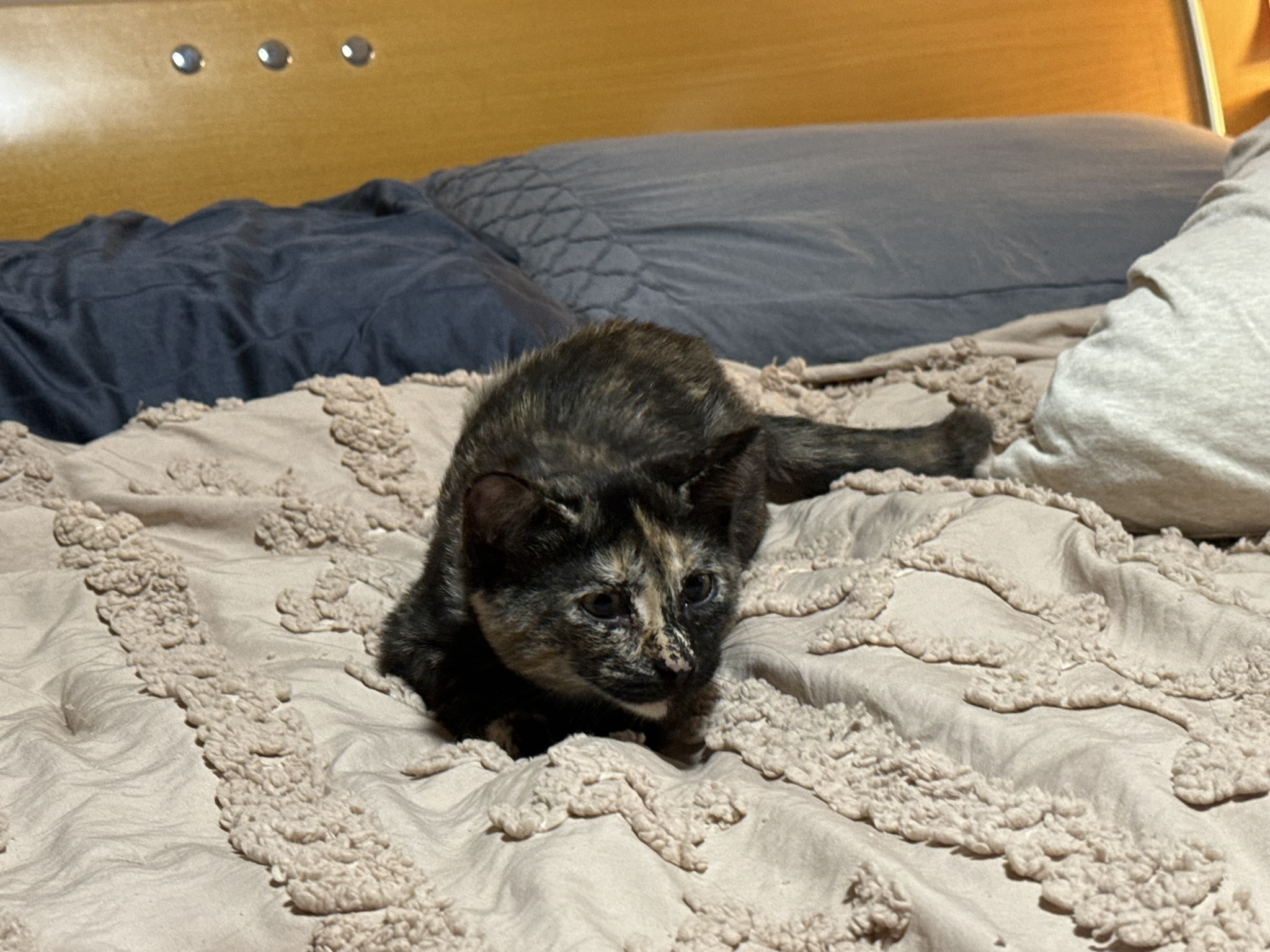 Zoe (f), Young Female Domestic Short Hair