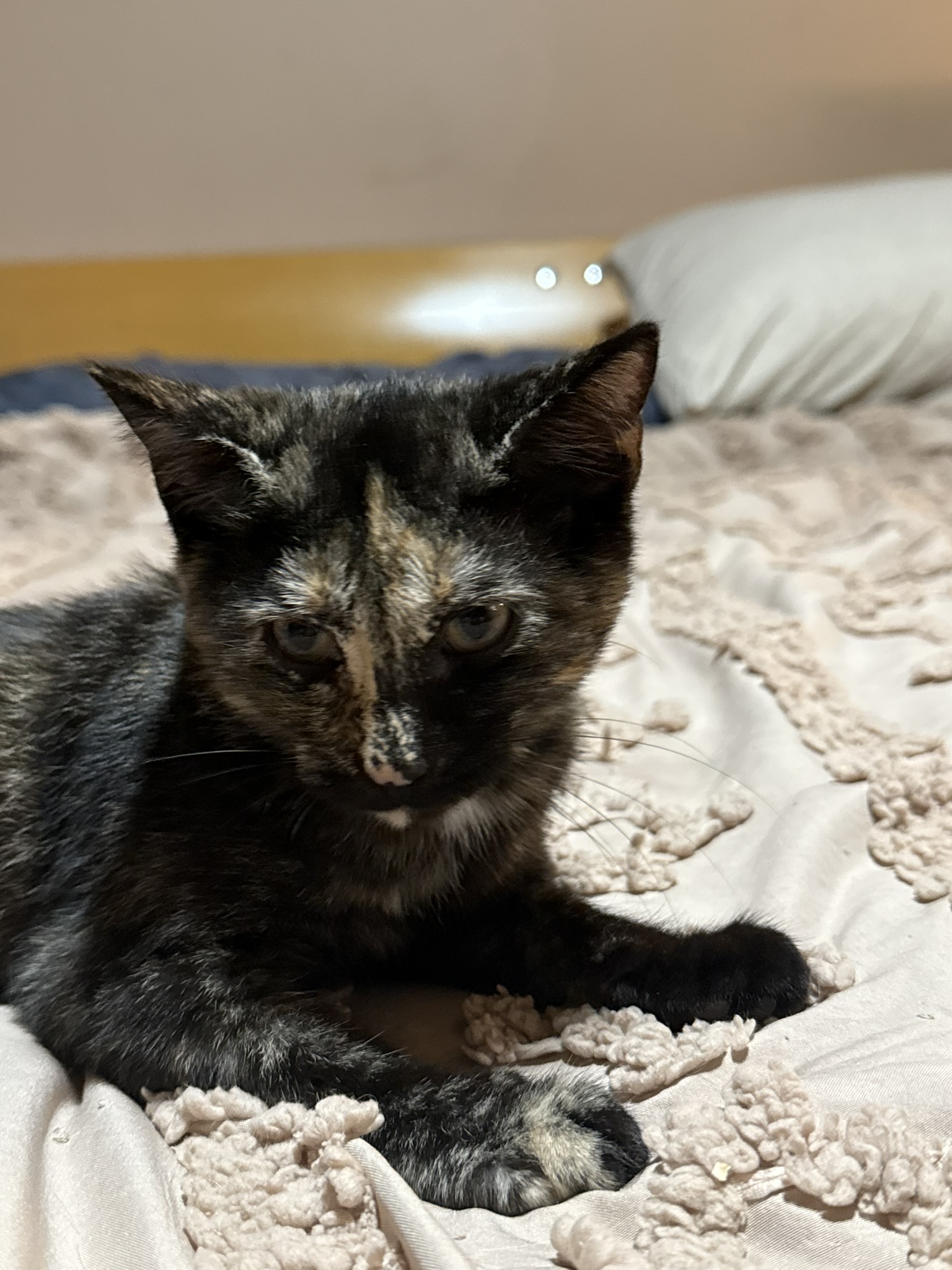 Enlarge Zoe (f), a Adoptable Domestic Short Hair in Fresh Meadows, NY image 1/4