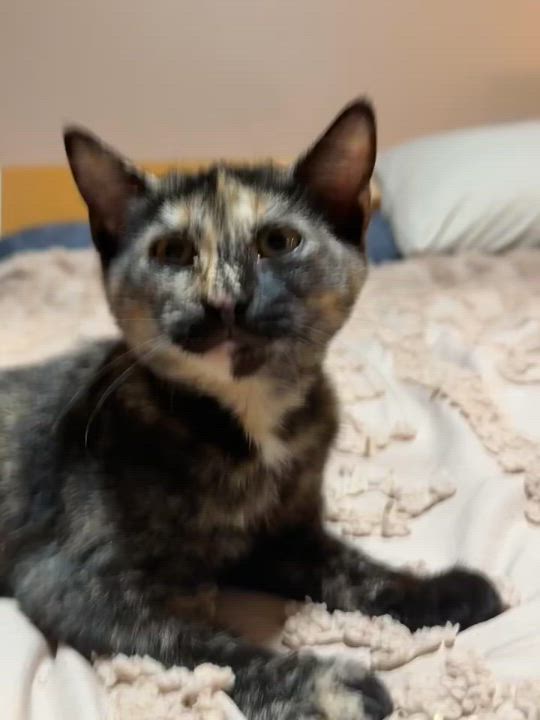 Enlarge Zoe (f), a Adoptable Domestic Short Hair in Fresh Meadows, NY video 3/4