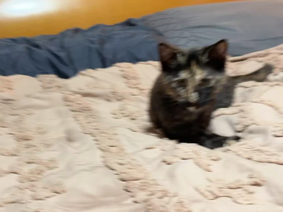 Enlarge Zoe (f), a Adoptable Domestic Short Hair in Fresh Meadows, NY video 4/4