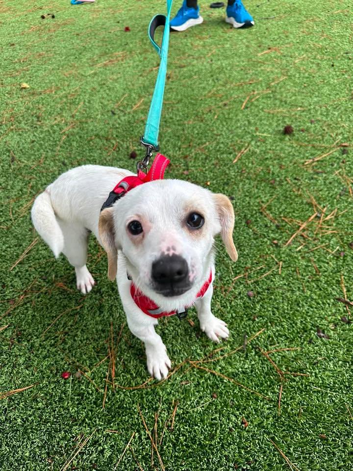 Archie, an adopted Chihuahua in Wilmington, NC image 3/4