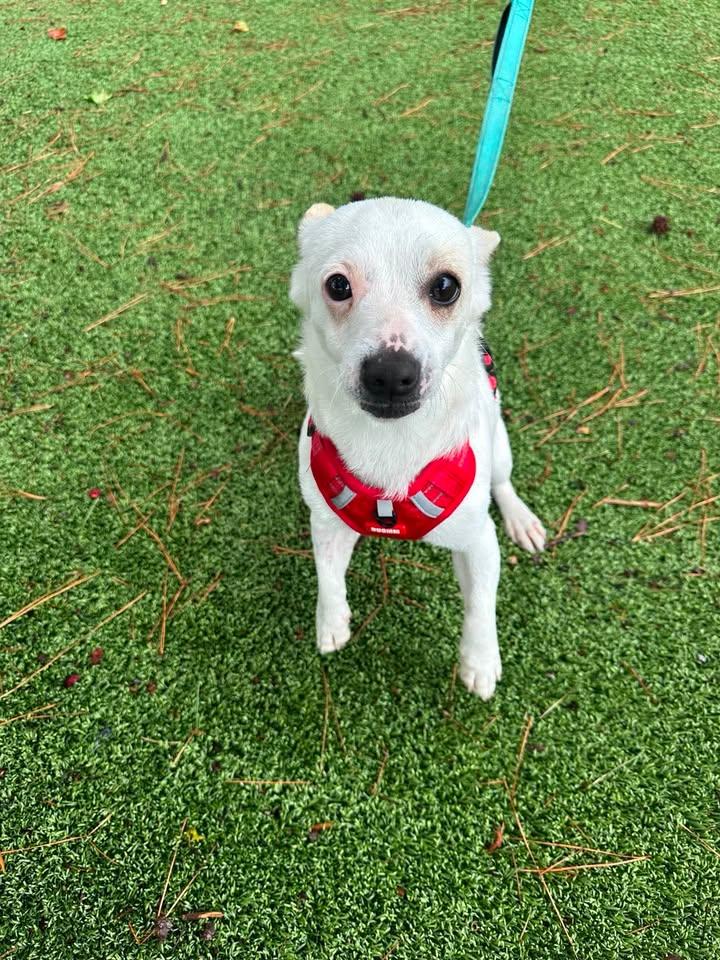 Archie, adopted, Adult Male Chihuahua.
