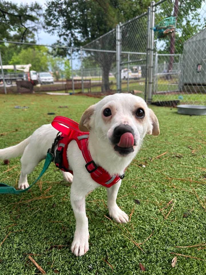 Archie, an adopted Chihuahua in Wilmington, NC image 2/4