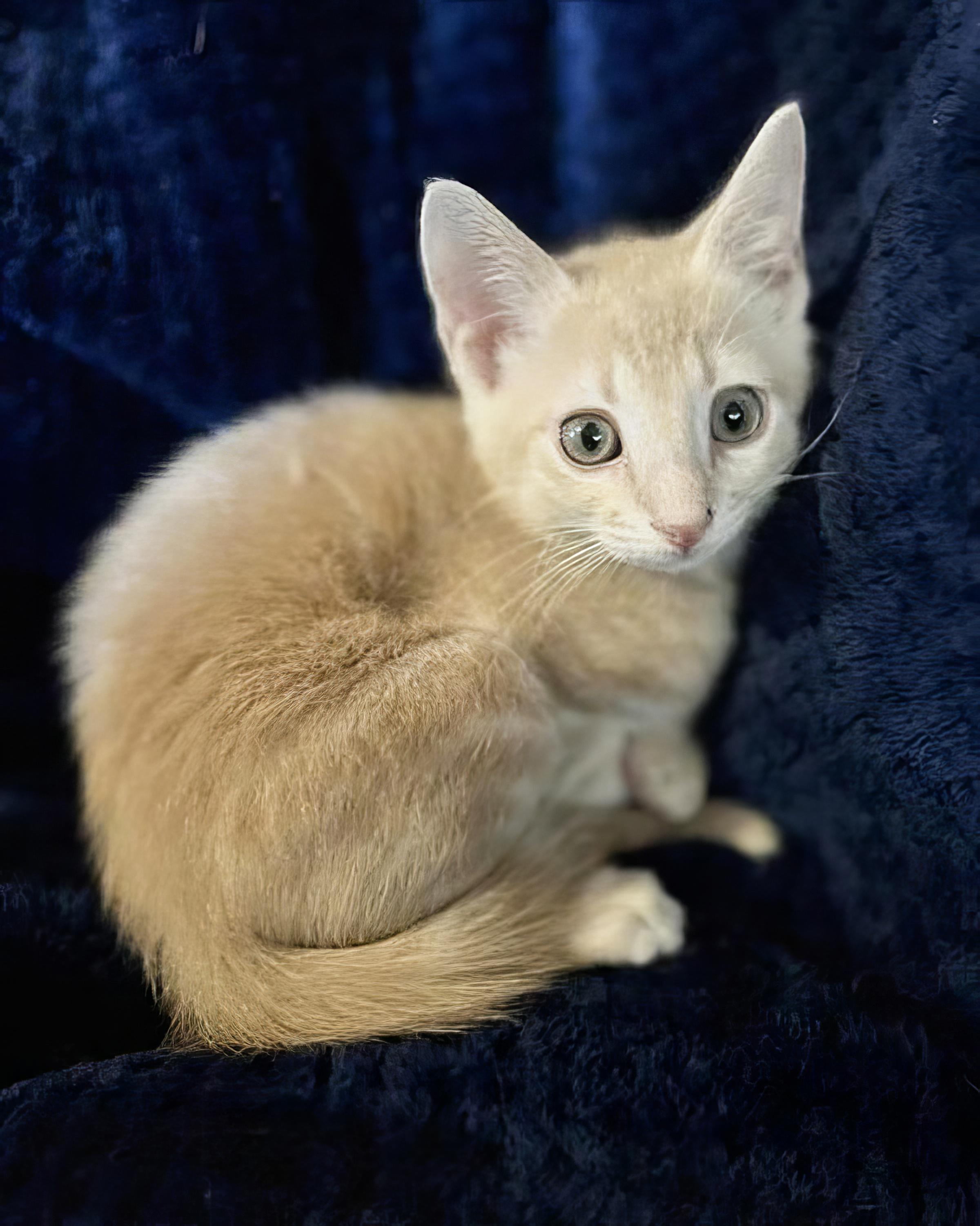 Sir Biggs