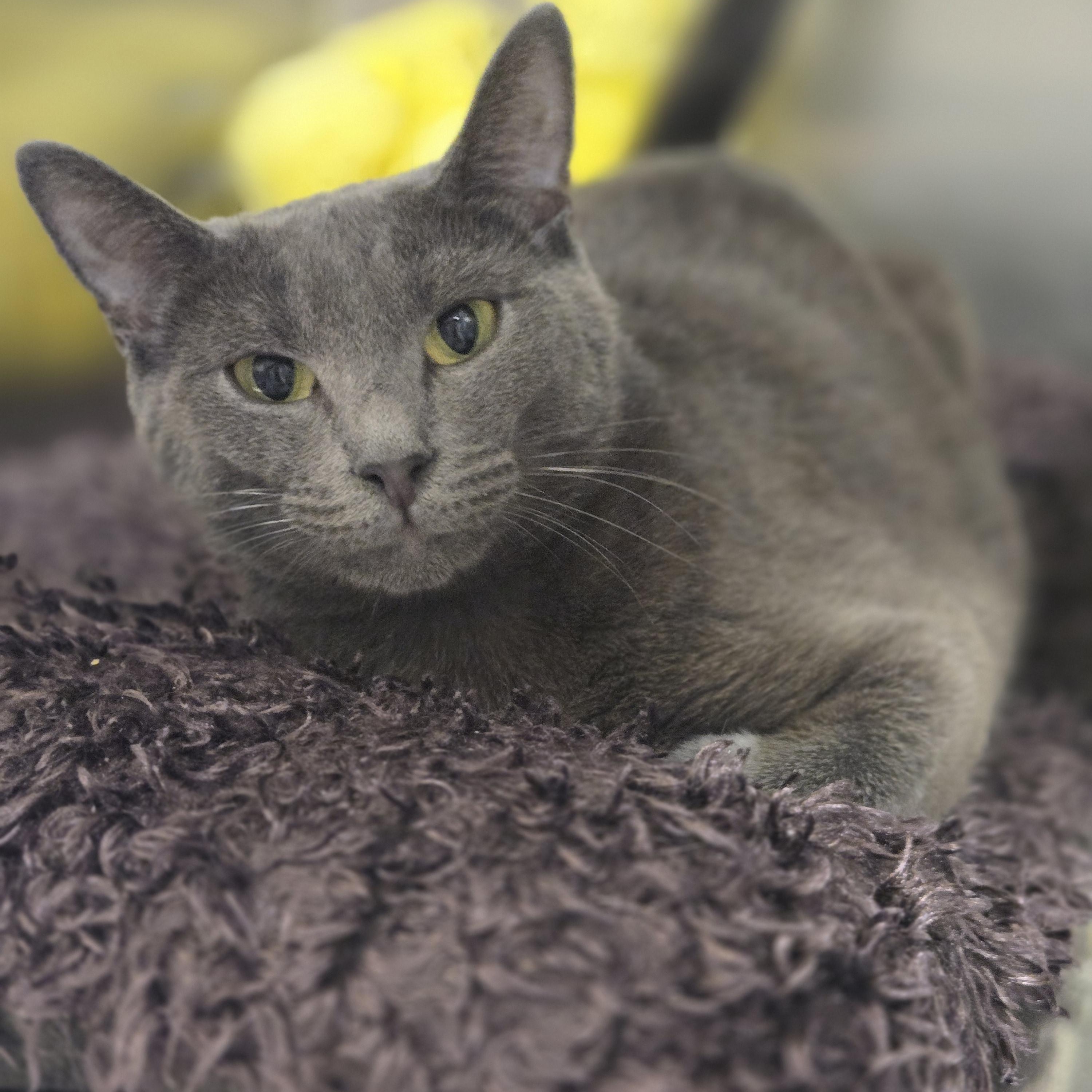 Kale, Adoptable, Adult Female Domestic Short Hair.