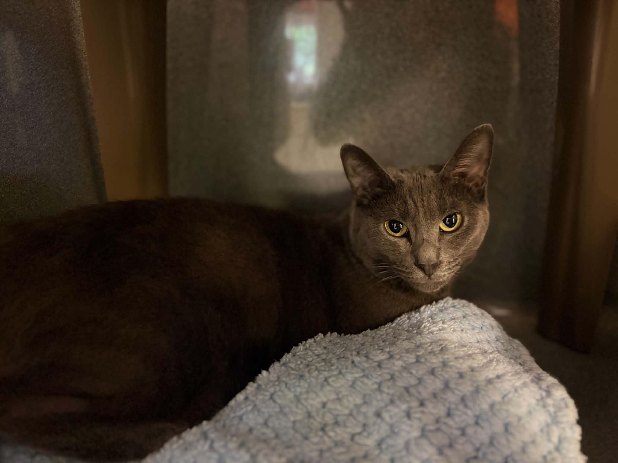 Enlarge Kale, a Adoptable Domestic Short Hair in Paris, ME image 2/3