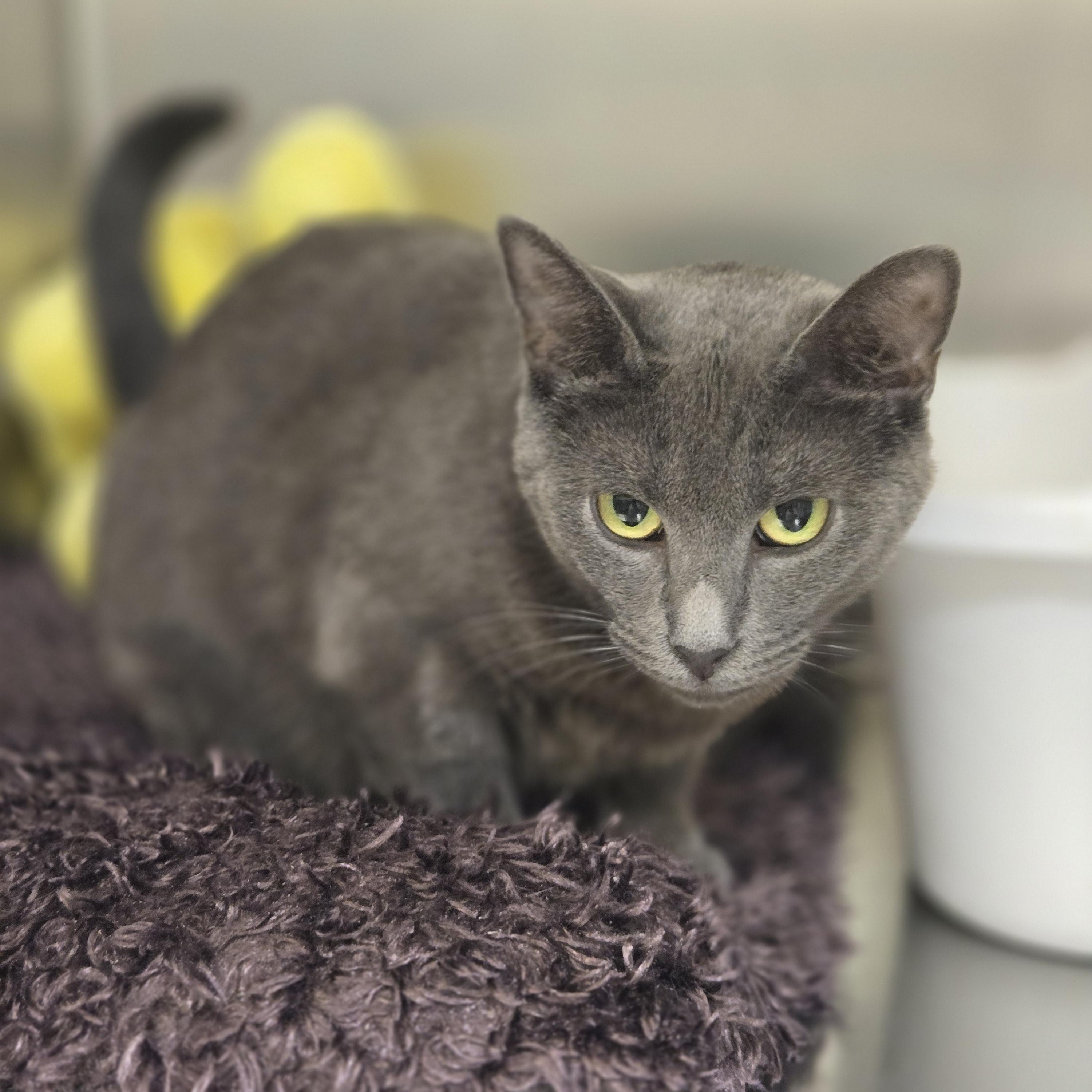 Enlarge Kale, a Adoptable Domestic Short Hair in Paris, ME image 3/3