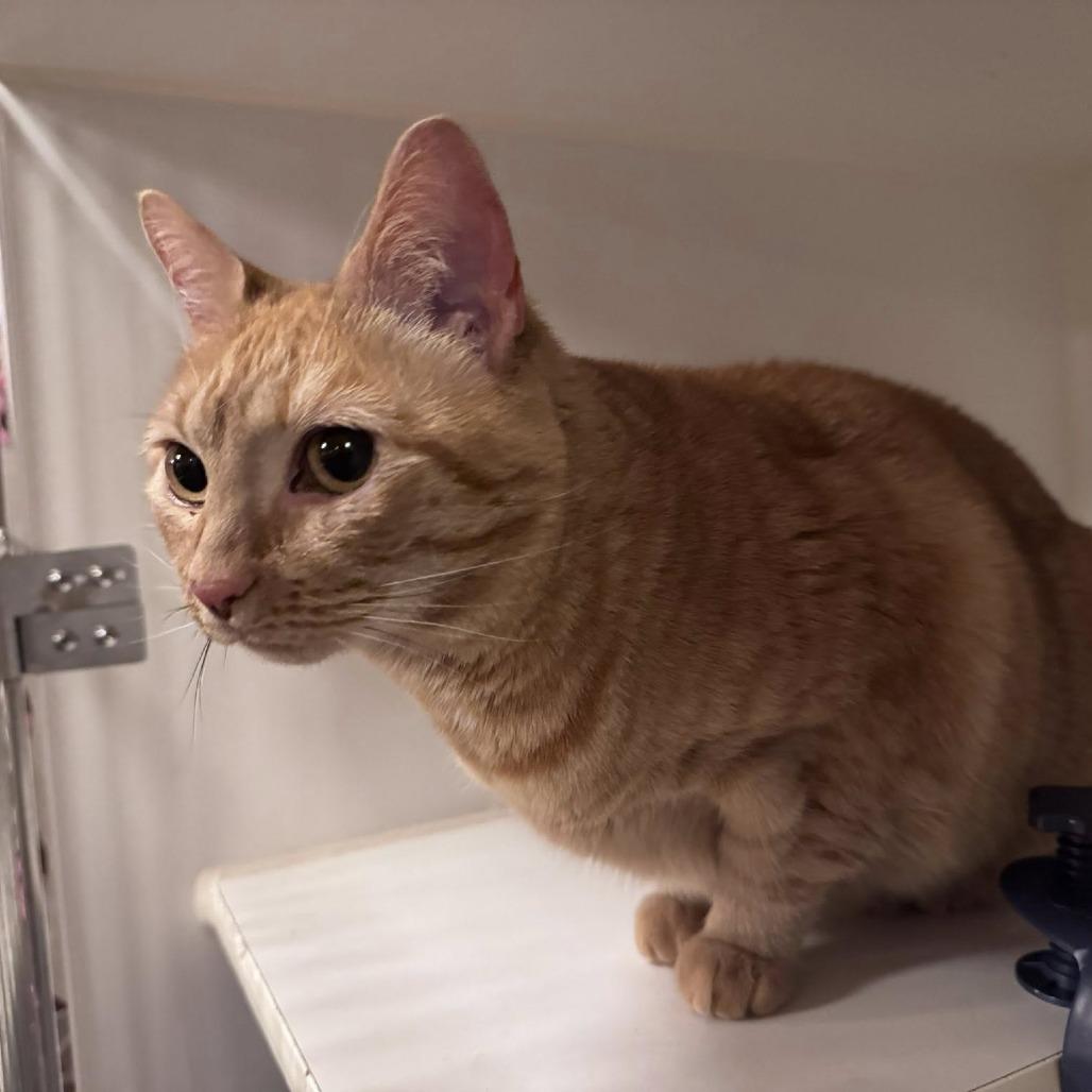 Ginger, Adoptable, Senior Female Domestic Short Hair.