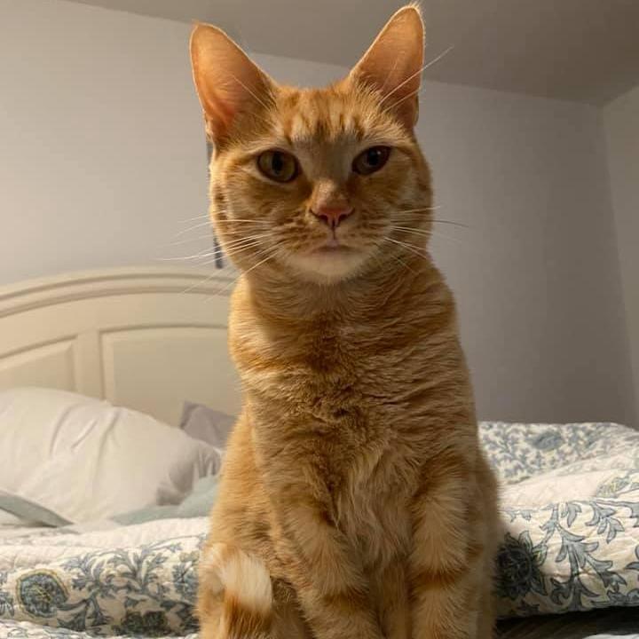 Enlarge Ginger, a Adoptable Domestic Short Hair in Middletown, OH image 2/3