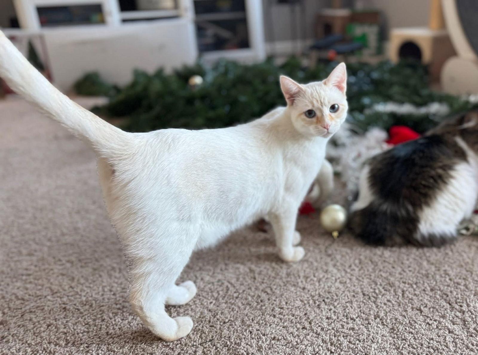 Thor, Adoptable, Kitten Male Siamese.