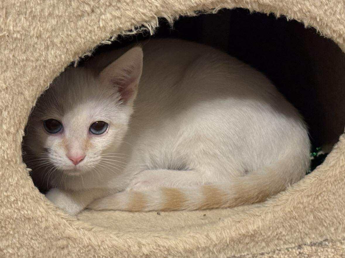 Enlarge Thor, a Adoptable Siamese in Minneapolis, MN image 2/3