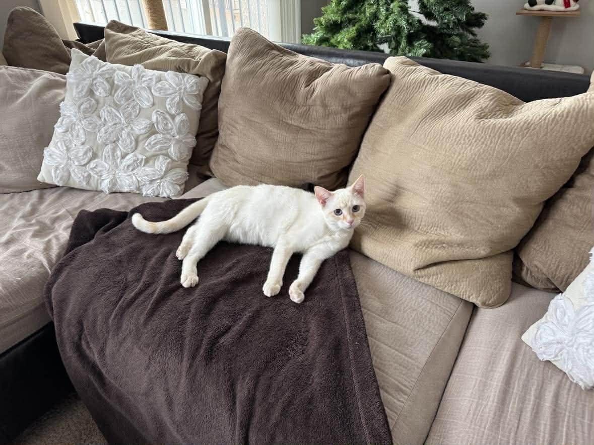 Enlarge Thor, a Adoptable Siamese in Minneapolis, MN image 3/3