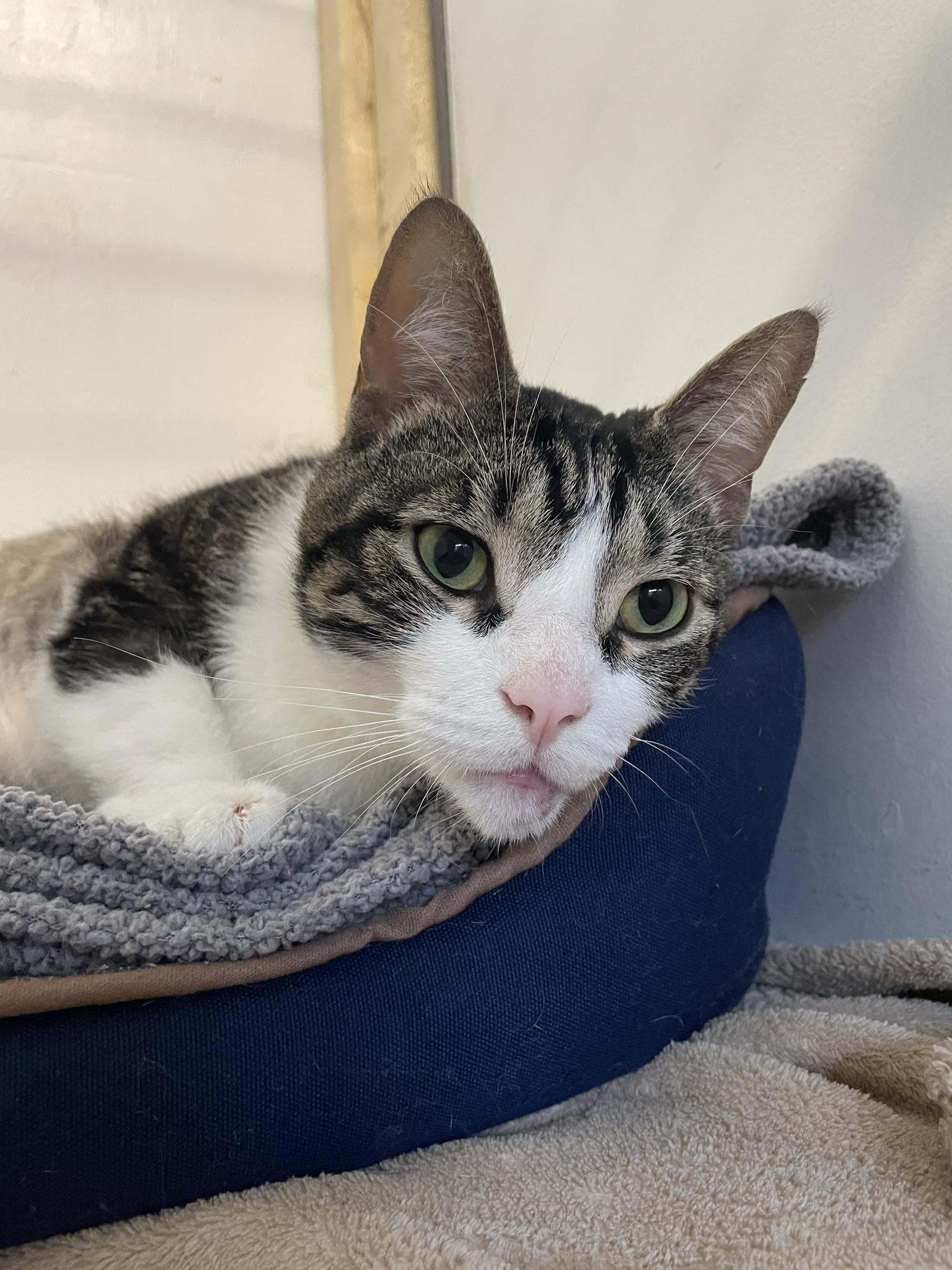 Donavan, a Adoptable Domestic Short Hair in Toronto, ON image 4/6