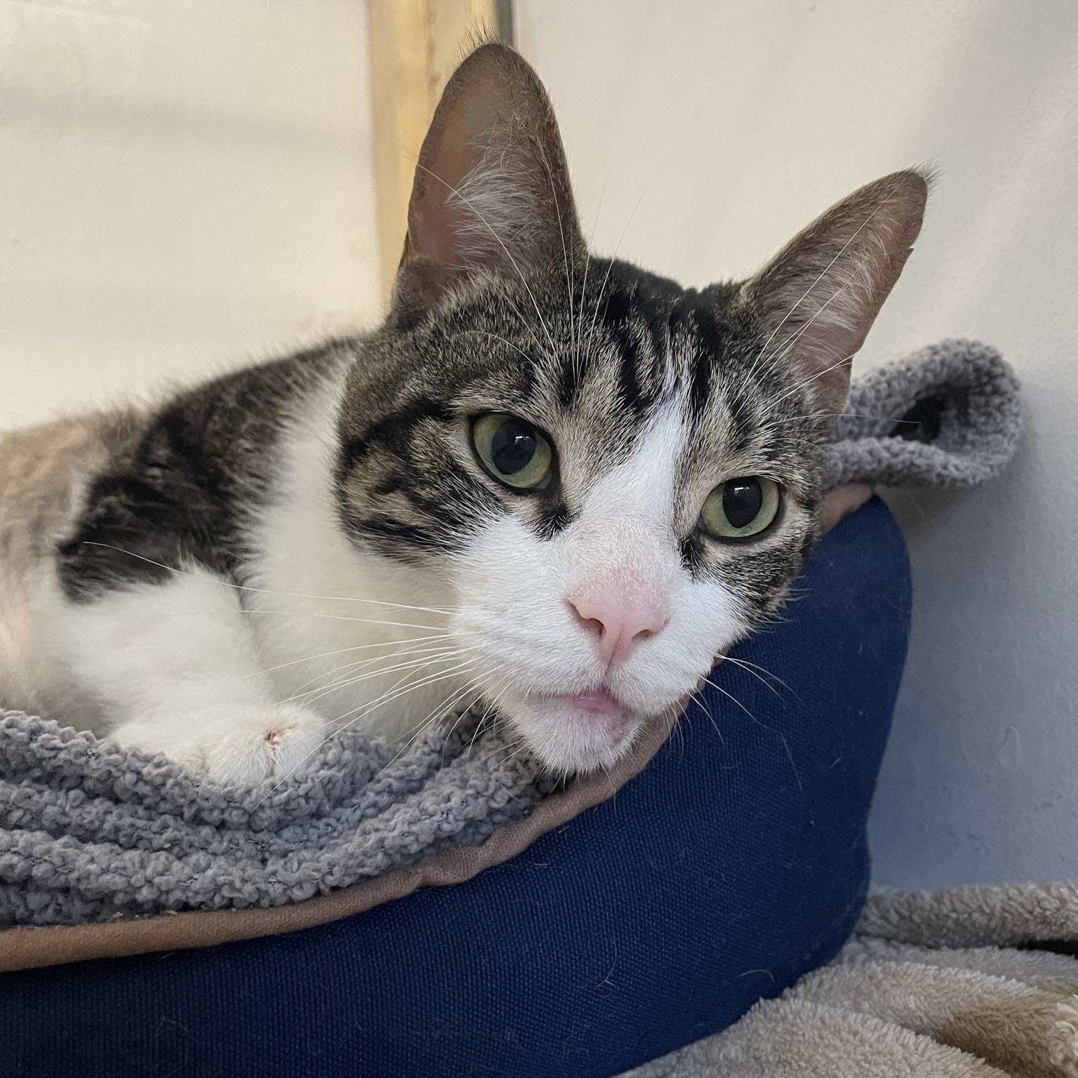 Donavan, a Adoptable Domestic Short Hair in Toronto, ON image 1/6