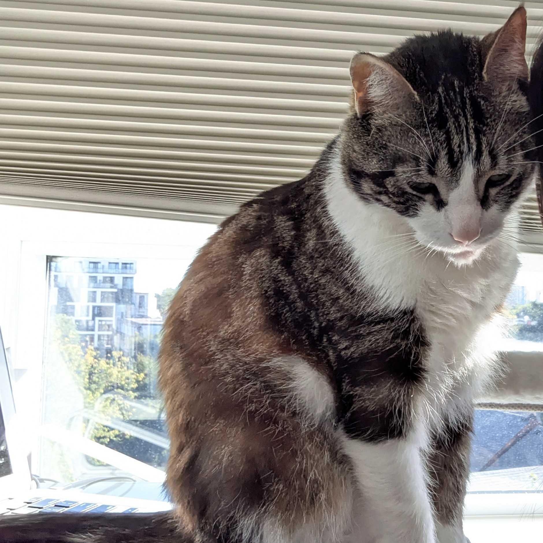 Donavan, a Adoptable Domestic Short Hair in Toronto, ON image 6/6