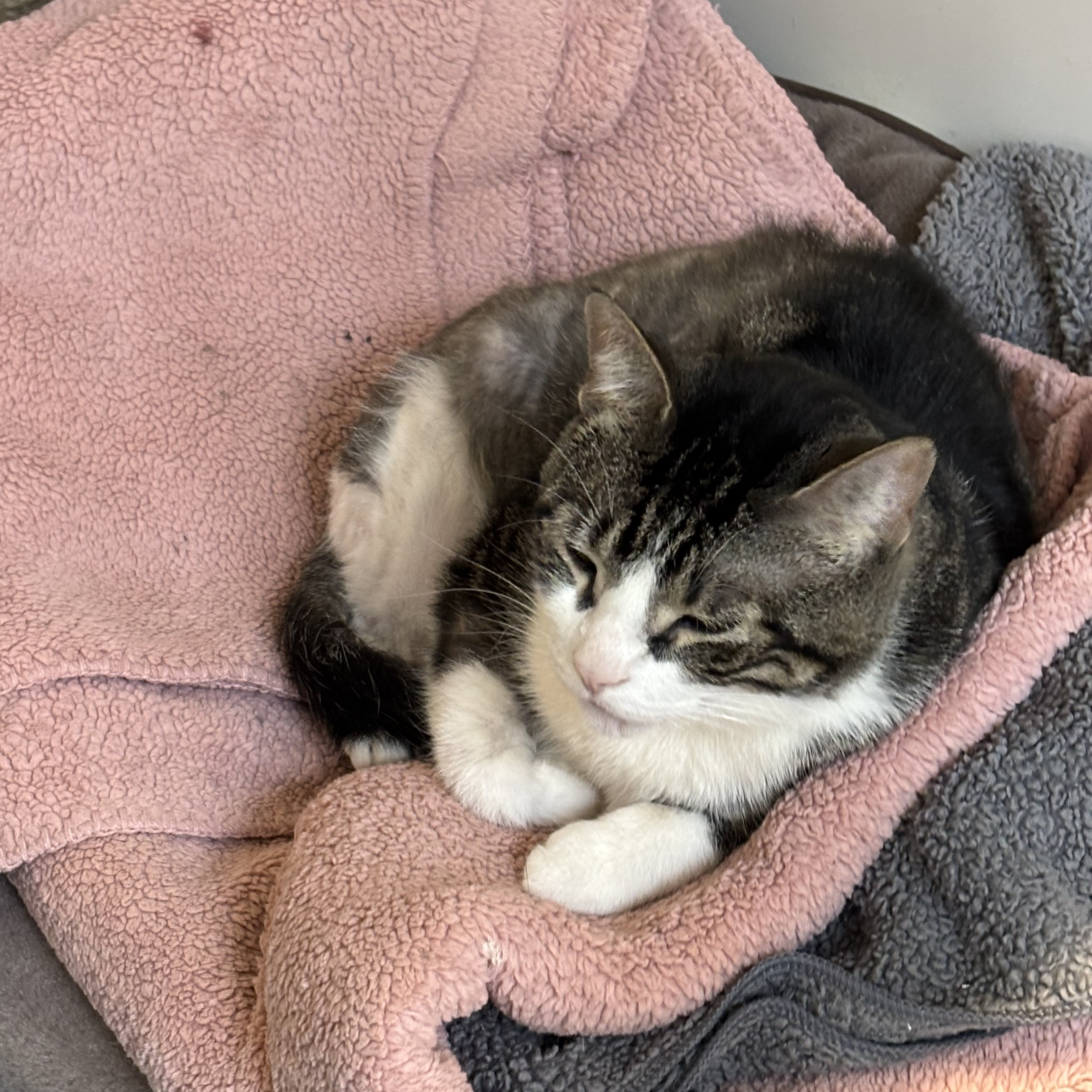 Donavan, a Adoptable Domestic Short Hair in Toronto, ON image 2/6