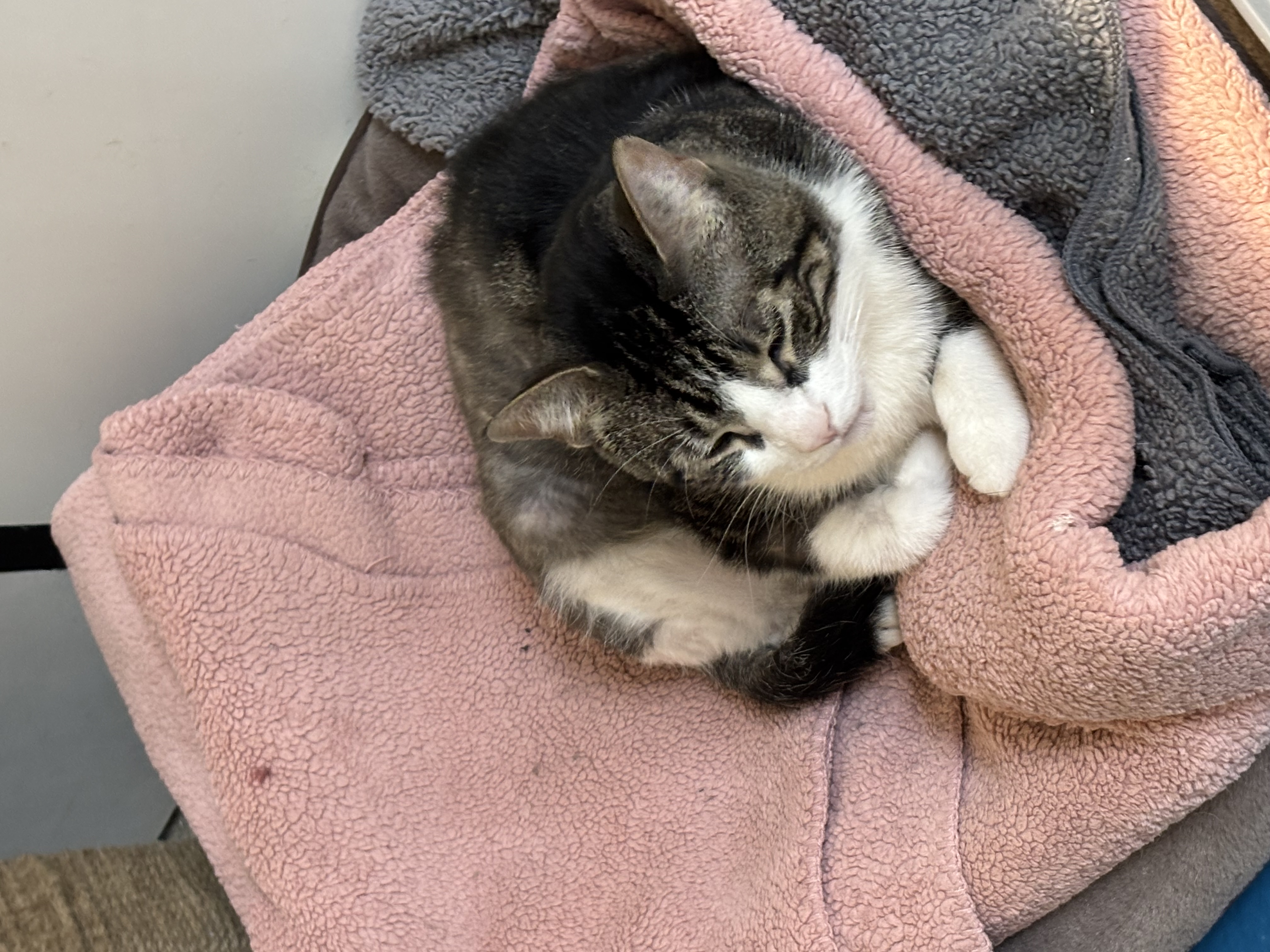 Donavan, a Adoptable Domestic Short Hair in Toronto, ON image 5/6