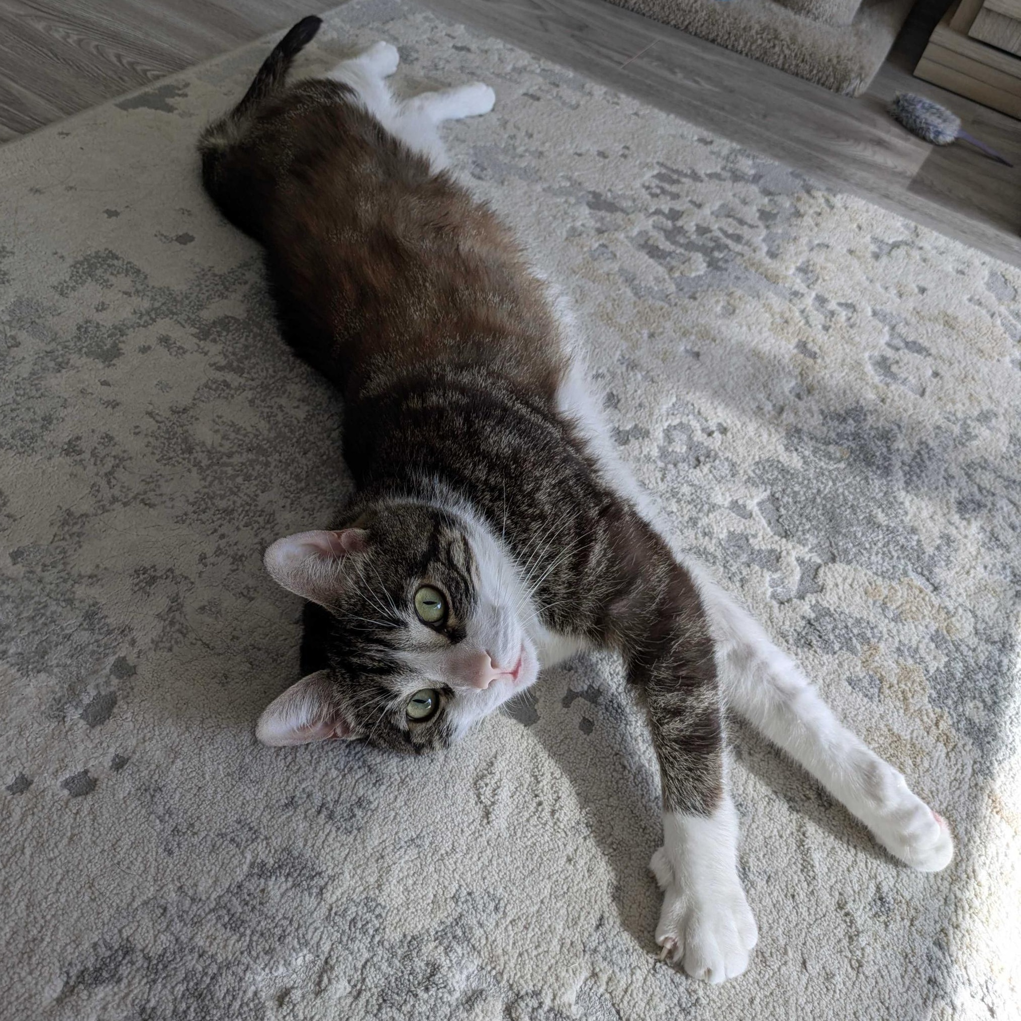 Donavan, Adoptable, Adult Male Domestic Short Hair.