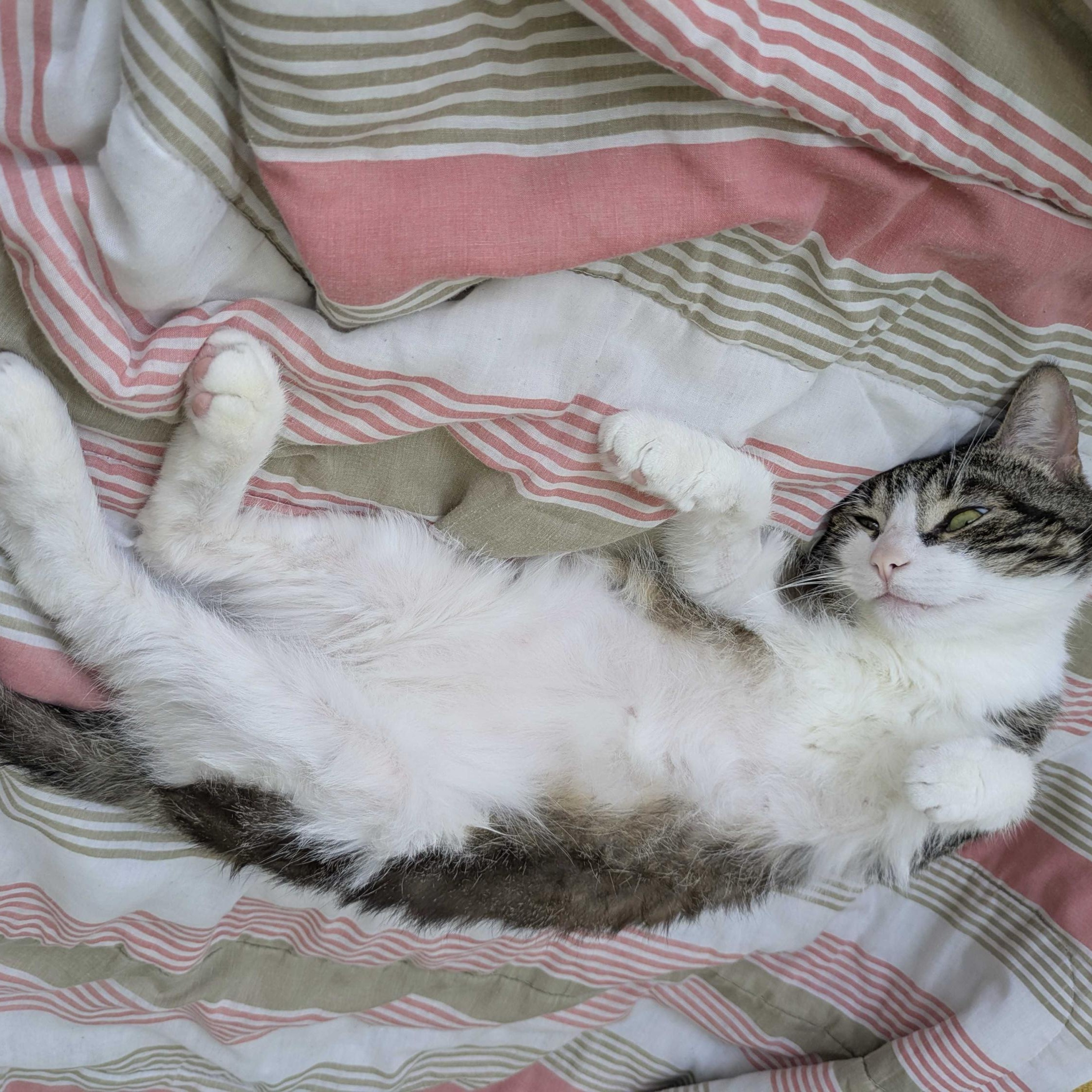 Donavan, a Adoptable Domestic Short Hair in Toronto, ON image 3/6