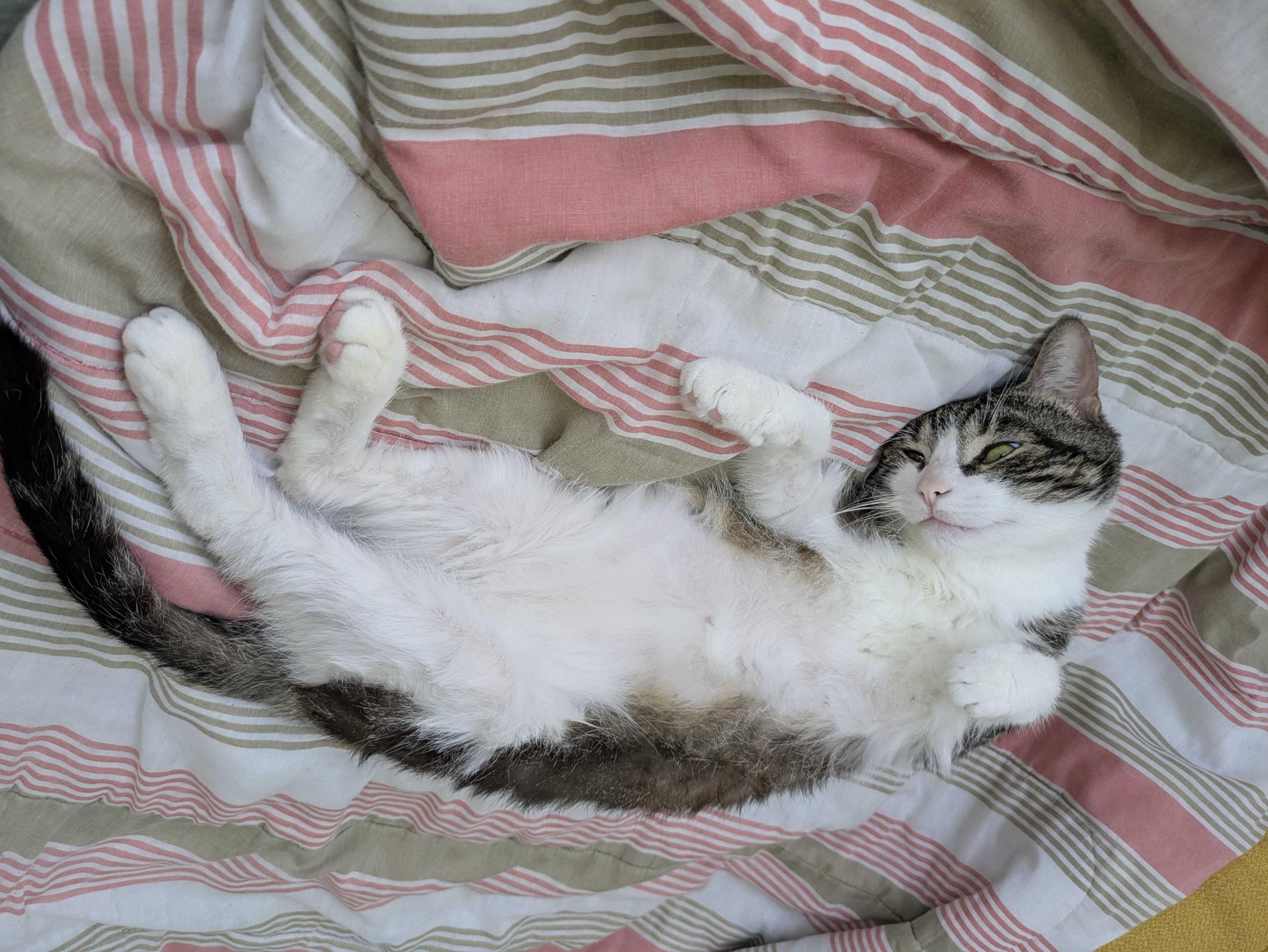 Donavan, a Adoptable Domestic Short Hair in Toronto, ON image 2/6