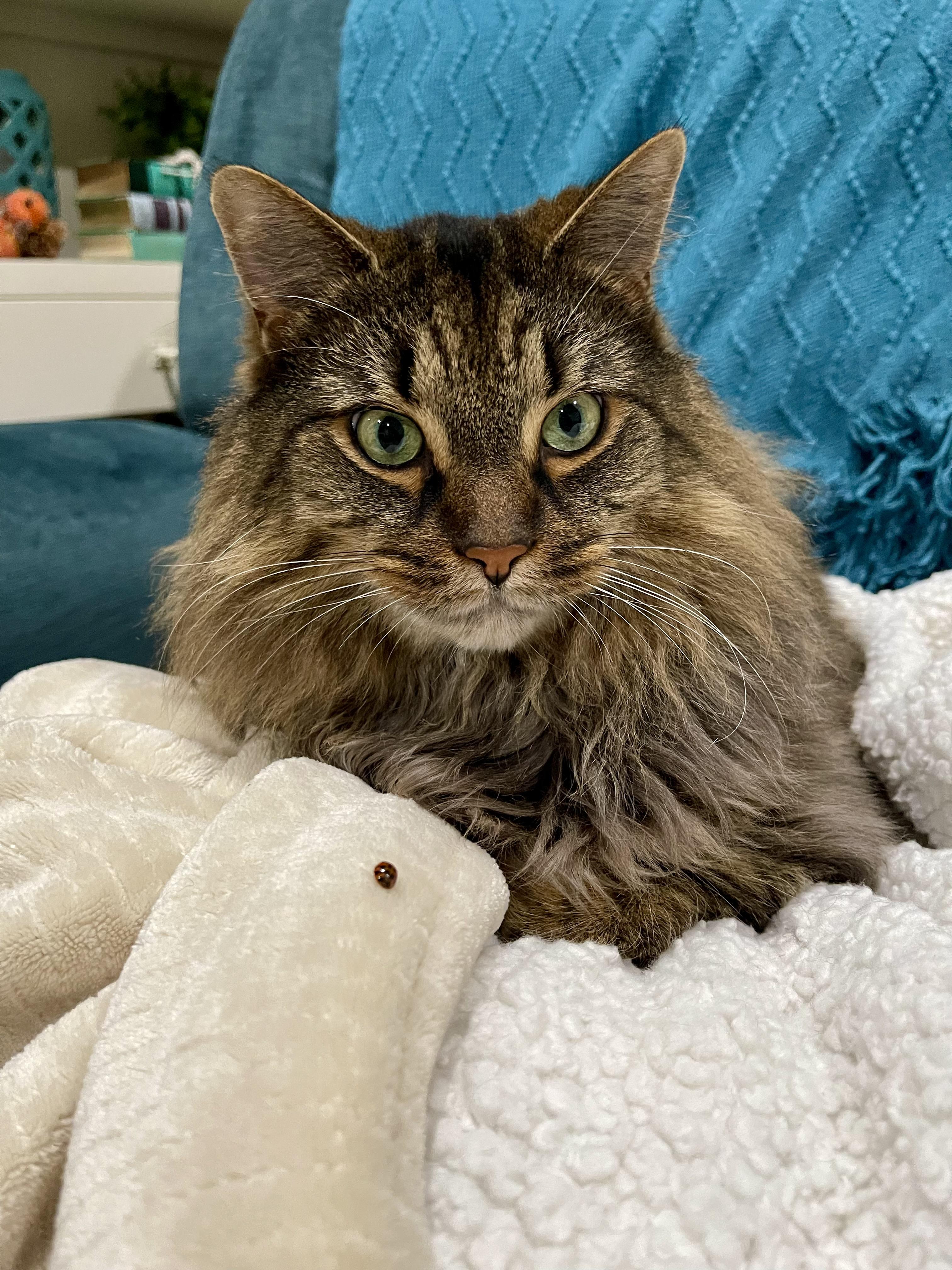 Toby - Bonded w/Freddie, adopted, Senior Male Domestic Long Hair.