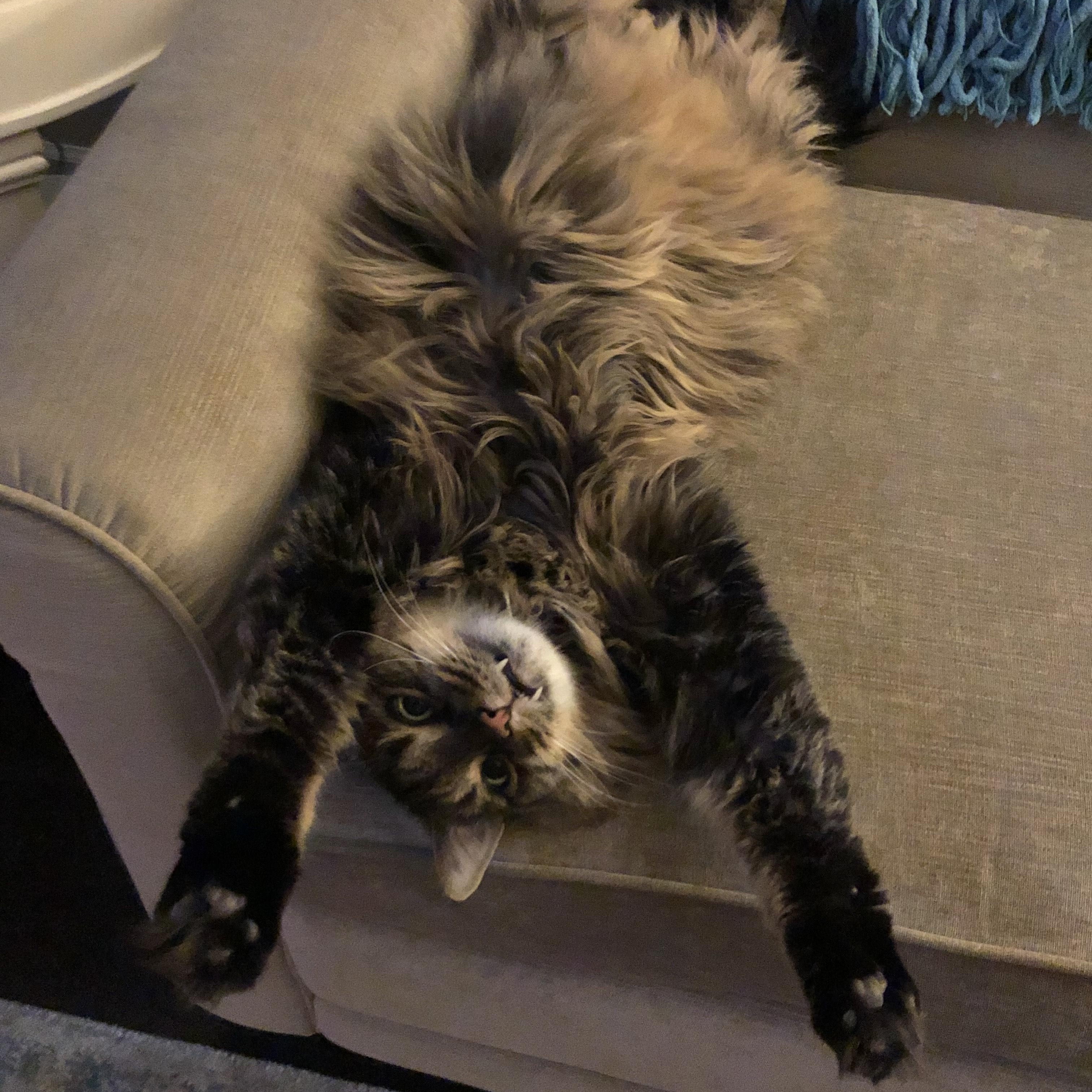 Enlarge Toby - Bonded w/Freddie, an adopted Domestic Long Hair in Rockford, MI image 2/6