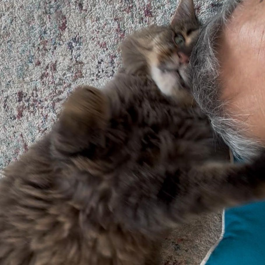 Enlarge Toby - Bonded w/Freddie, an adopted Domestic Long Hair in Rockford, MI image 5/6