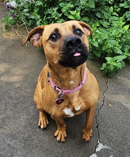 Hazel, an adoptable Pit Bull Terrier in Phoenix, OR, 97535 | Photo Image 1