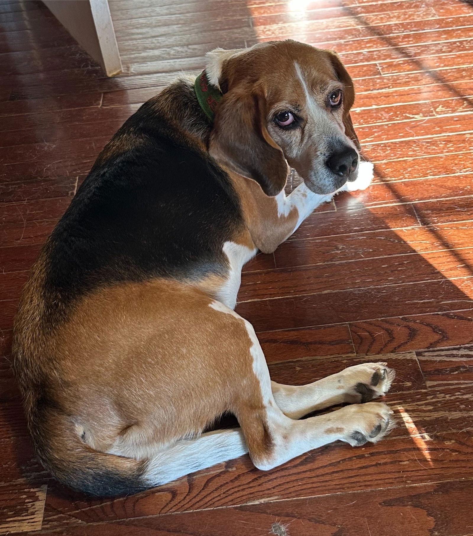 Enlarge Fletcher Hayes, a Adoptable Beagle in Alpharetta, GA image 1/3