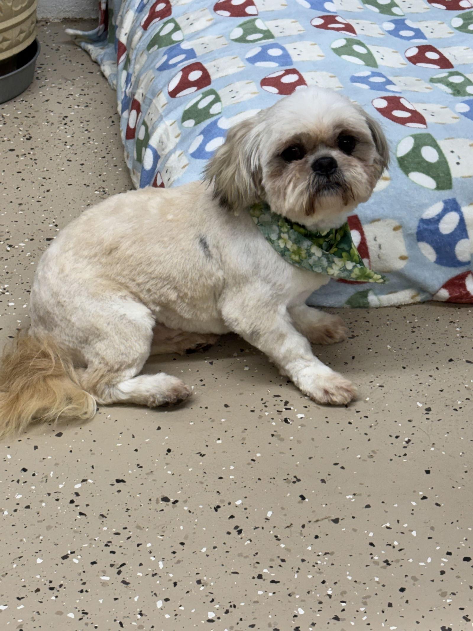 Moose, a Adoptable Shih Tzu in York, SC image 1/3