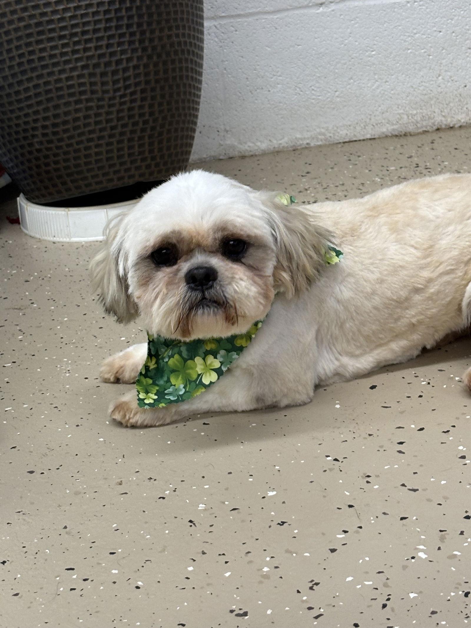 Moose, a Adoptable Shih Tzu in York, SC image 2/3