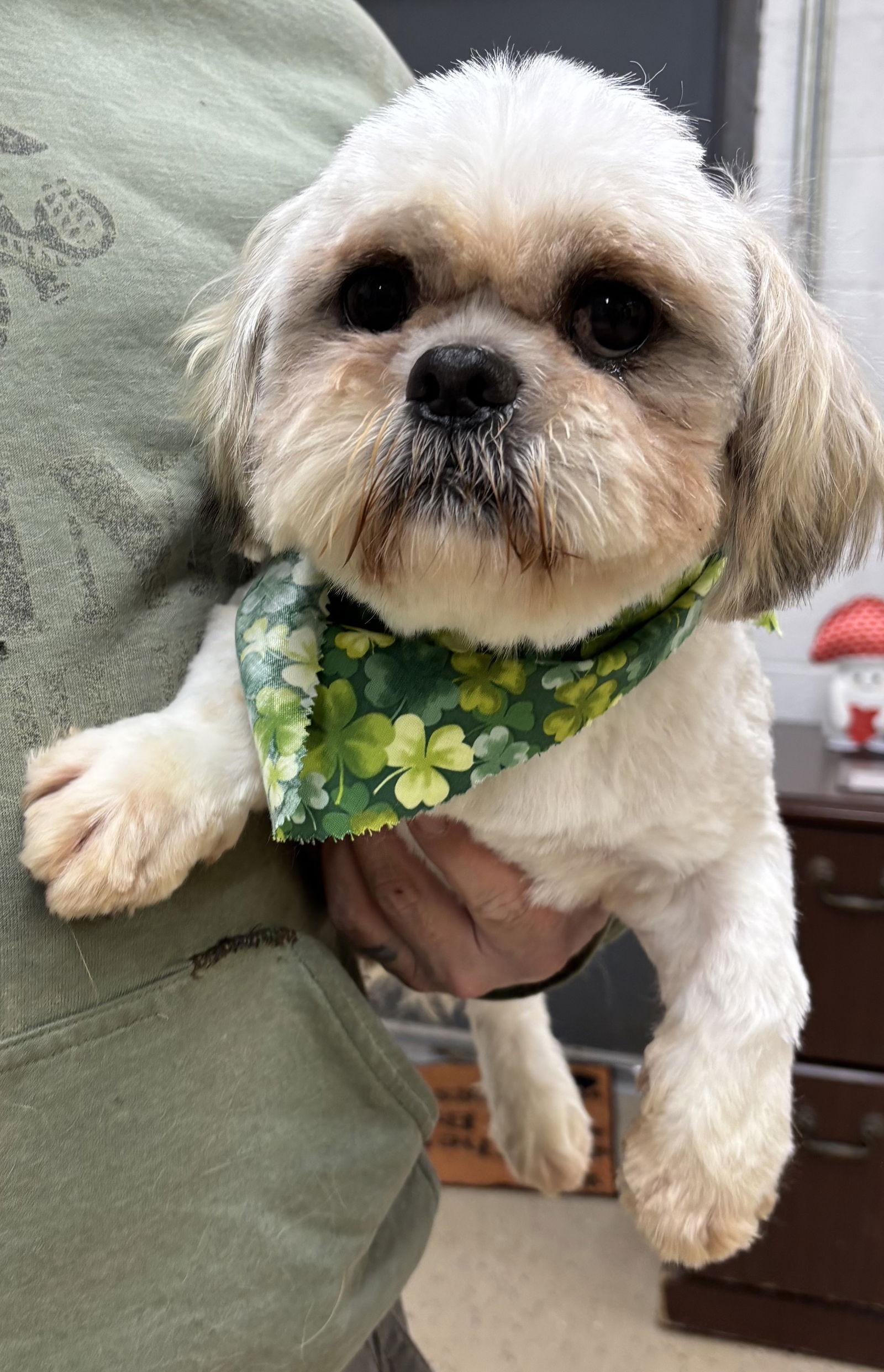Moose, a Adoptable Shih Tzu in York, SC image 3/3