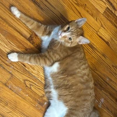 Enlarge Leo, a ADOPTABLE Domestic Short Hair in west Warwick, RI image 3/3