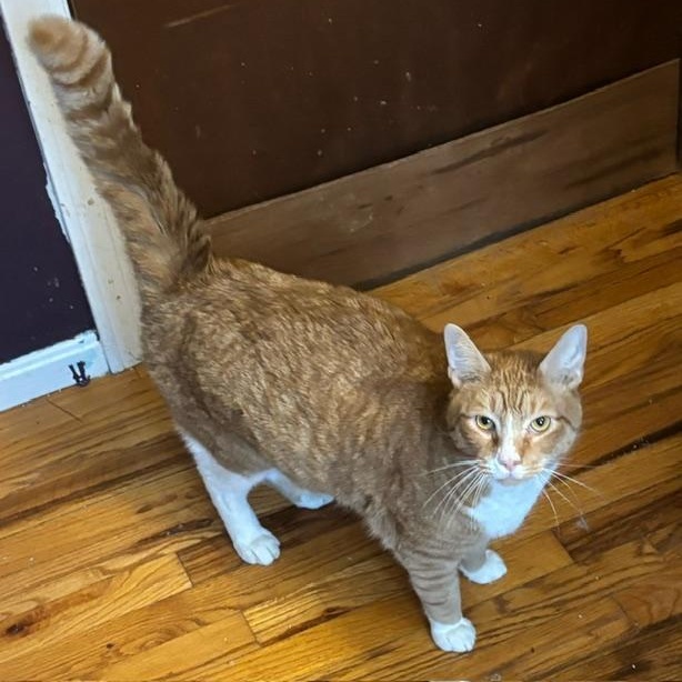 Leo, ADOPTABLE, Adult Male Domestic Short Hair.